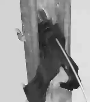 GPADAPTOR